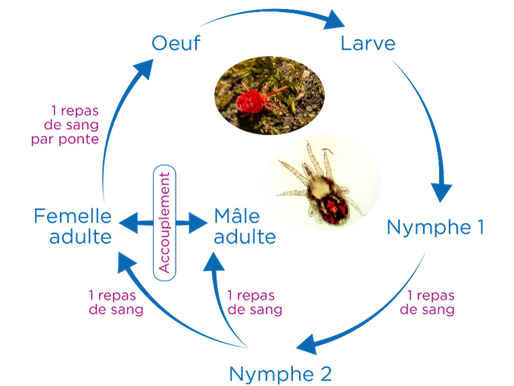 🐞 Les Poux : comprendre leur propagation et comment les traiter 🐞